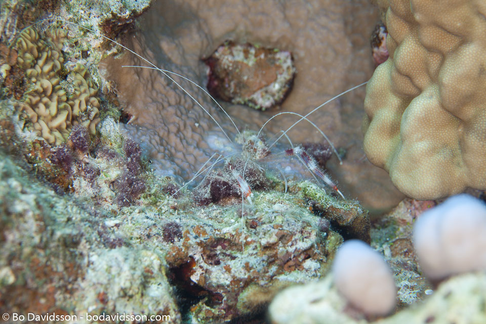 BD-100921-Fury-Shoal-1952-Stenopus-hispidus-(Olivier.-1811)-[Banded-coral-shrimp].jpg